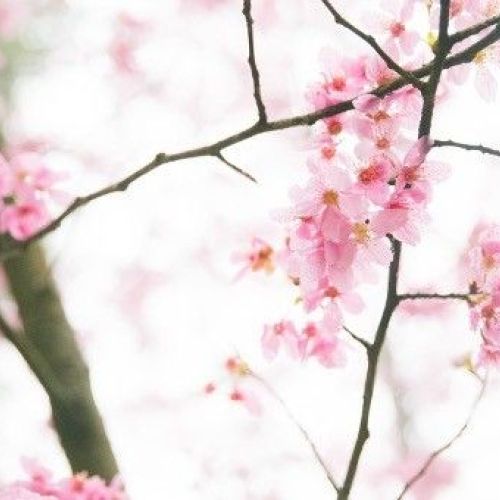 Myriam Schepens Myriam Schepens